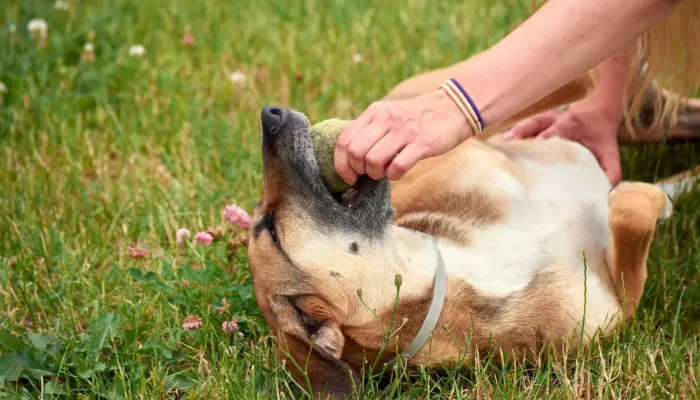 dog-bite-cases-image